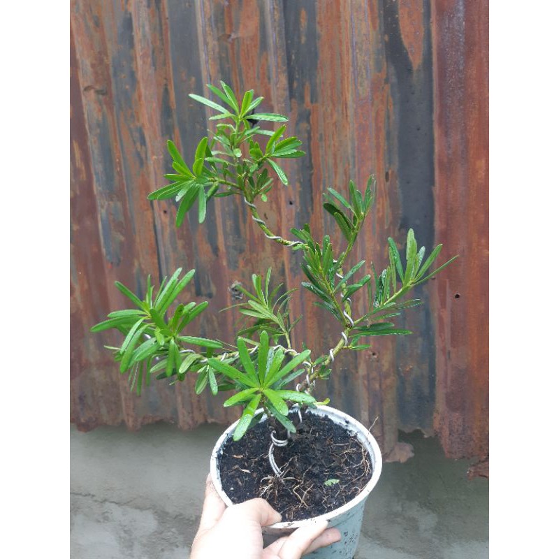 Tùng đài loan bonsai mini