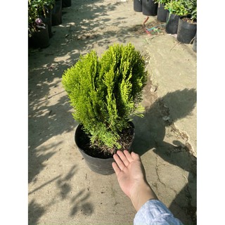Chậu nhựa mềm Trắc Bách Diệp