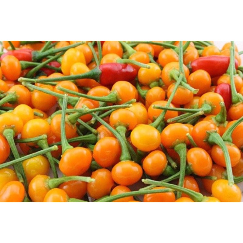 Hạt giống ớt Peru đắt nhất thế giới