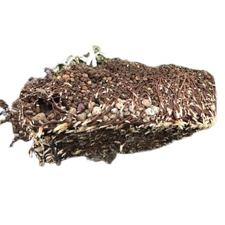 1 kg đất trồng bonsai akadama nhật bản loại cứng kích thước hạt size ss