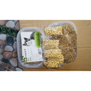 bộ kit trồng cỏ mèo