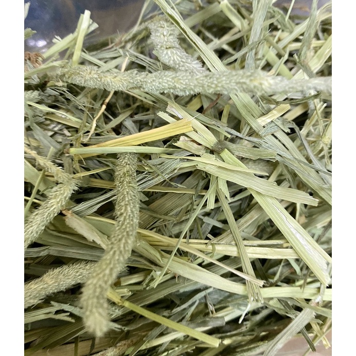 Cỏ timothy dinh dưỡng cho thỏ, bọ ú...