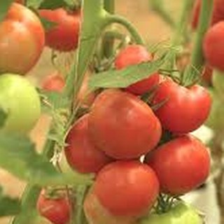 25 HẠT GIỐNG CÀ CHUA QUẢ TO