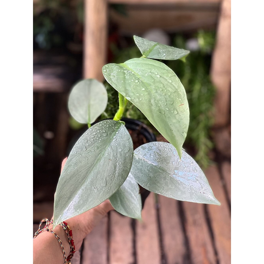 Cây Philodendron hastatum Silver Sword (Trầu Bà Kiếm Bạc) size lớn chậu nhựa nhiều nodes để nhân giống