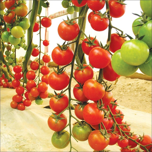 Hạt Giống Cà Chua Cherry Đỏ 0.1gr