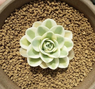 Đất Akadama Cứng size M (0.5-1.2cm)