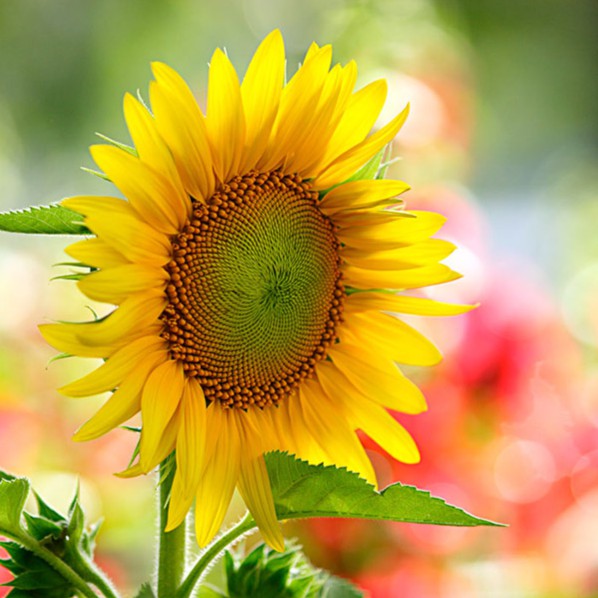 Hạt Giống Hoa hướng dương Dạng lùn F1