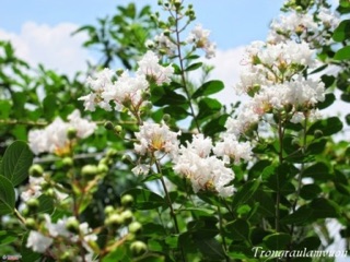 Hoa tường vi