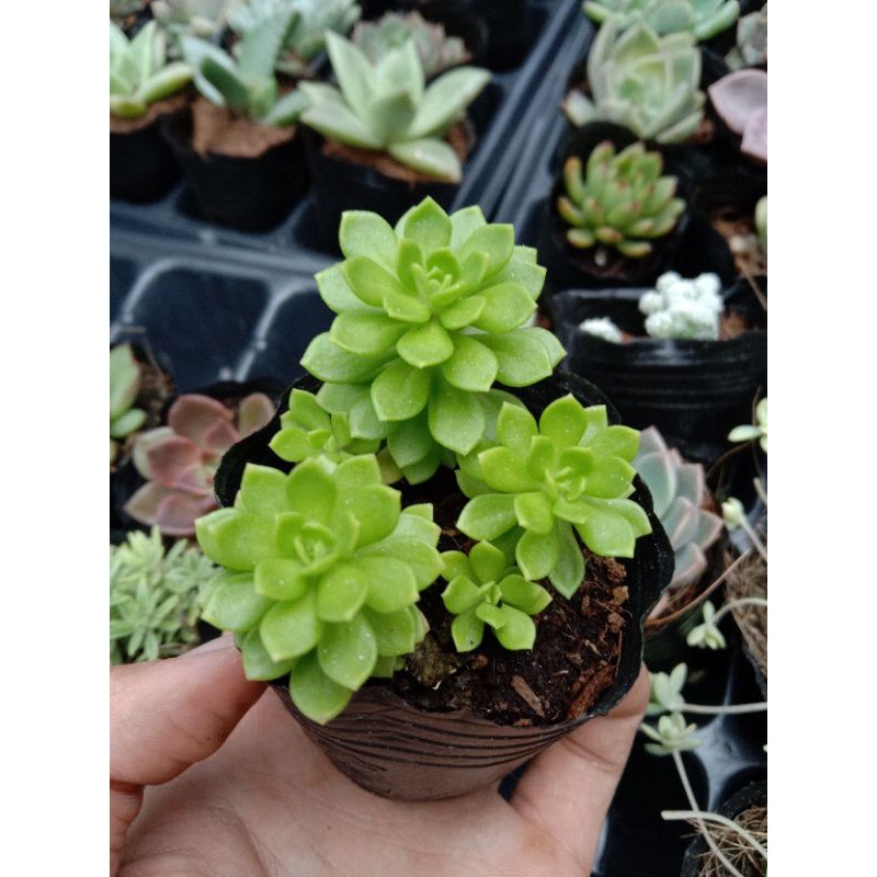 MỘT CHIẾC SEN ĐÁ SEDUM HOA HỒNG XANH size mini 8x8 cm đã thuần khí hậu sức sống cao đẹp