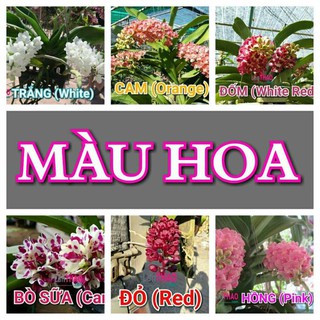Ngọc điểm Thái lá mít đủ màu.