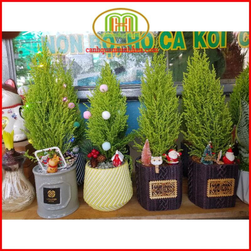 Cây tùng thơm Noel mini
