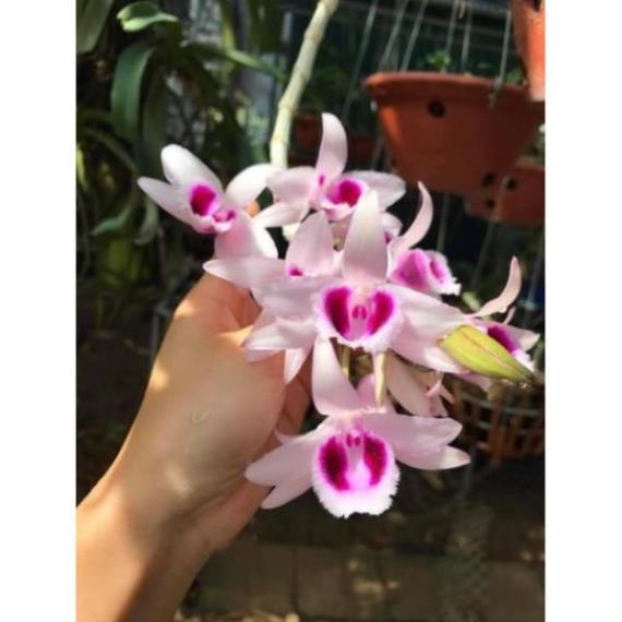Kie hoa phong lan   hàng sổ xố