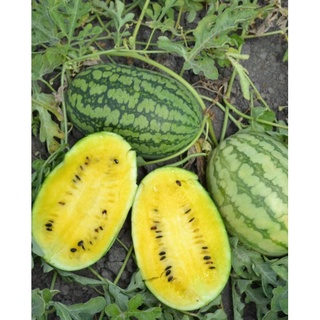 [Seeds]Dưa hấu xanh ruột vàng gói 10 hạt