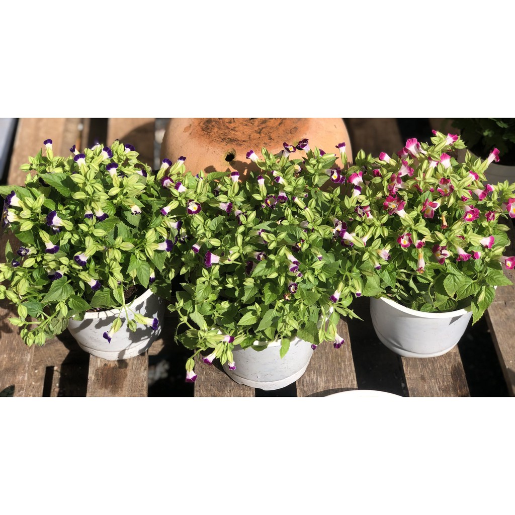 Chậu hoa Panxê chỉ giao tại TP.HCM