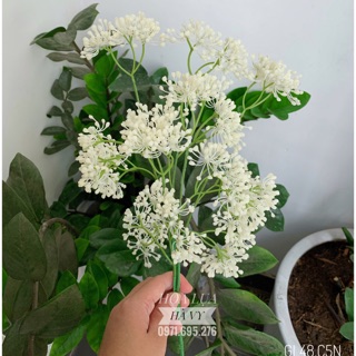 Hoa lụa | HOA SAO (Ảnh thật shop chụp)