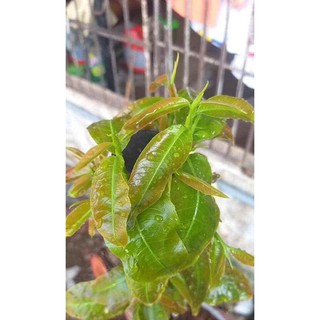 BUNG ĐỌT RA RỂ MAI VÀNG - MAXROOT BUNG ĐỌT RA RỂ
