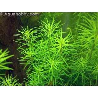 Vẩy ốc Xanh Lá Kim