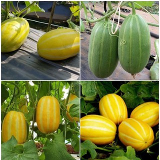 Hạt giống Dưa lê Hàn Quốc siêu ngọt - Gói 20 hạt