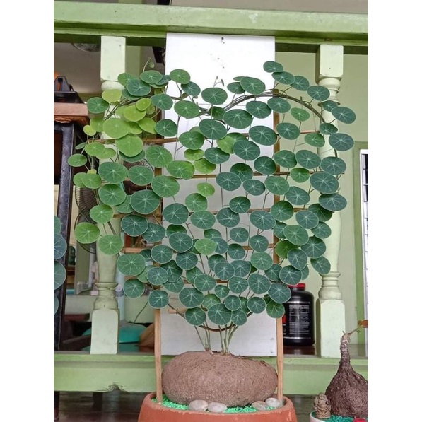 Củ Bình Vôi Thái (4 size củ)