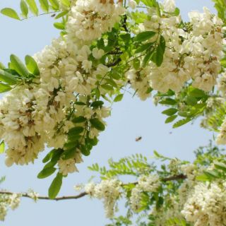 Trà nụ Hoa Hòe Rang Venoti ( gói 180g)