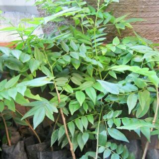 Combo. 3 Cây móc mật tặng kèm túi phân