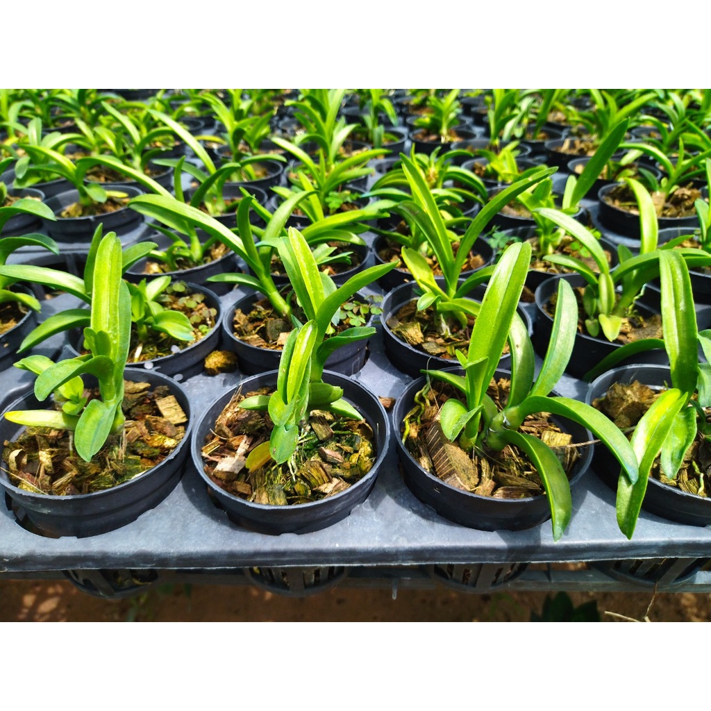 Denro nắng pensoda xưa hoa thơm hàng cây lớn
