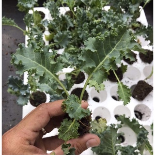 Cây giống cải xoăn kale