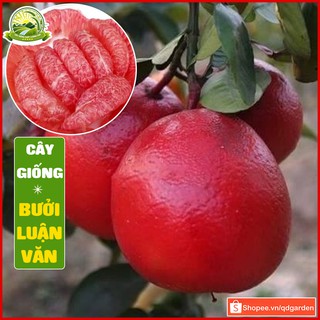 Cây bưởi đỏ luận văn - cây con giống F1 khỏe mạnh dễ sinh trưởng cho năng suất cao chất lượng ổn định - QD54