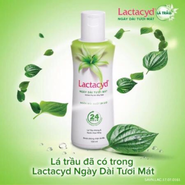 Lá trầu không - Dung dịch vệ sinh phụ nữ Lactacyd ngày dài tươi mát 150ml 250ml