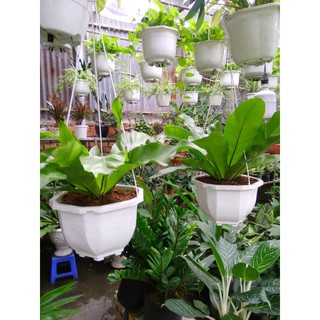 Cây Tổ Phụng
