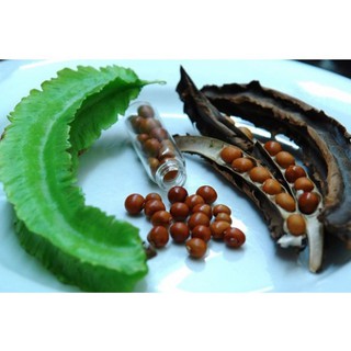 (GÍA SỈ) [Gói 10g] Hạt giống Đậu Rồng (đậu khế)