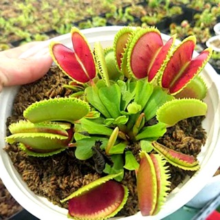 Hạt giống Cây bắt côn trùng Bẫy kẹp