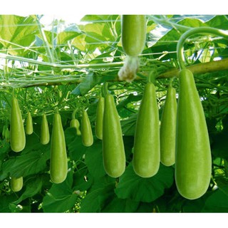 Hạt giống bầu chọn lọc 100 hạt TAKA B07 Takaku