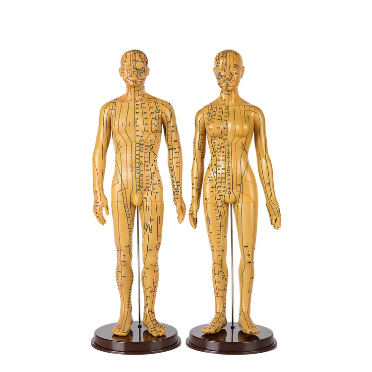 Mô Hình Châm Cứu Huyệt Vị Nam, Nữ - Mô Hình Đường Kinh Lạc