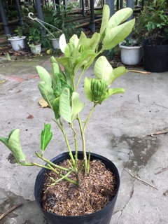 Cây Phật thủ