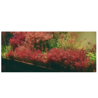 Cây Vảy Ốc Siêu Đỏ (Lá Cạn)