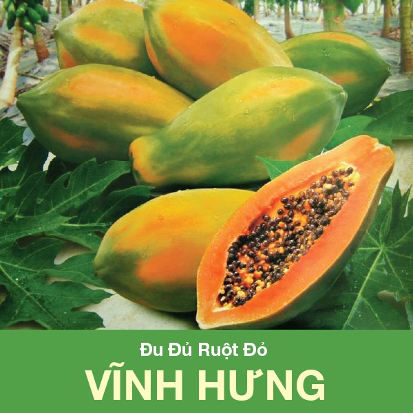 Hạt giống Đu Đủ Ruột Đỏ Vĩnh Hưng Siêu Trái 5 Hạt