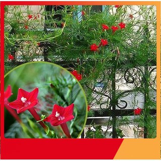 Hạt Giống Hoa Tóc Tiên Mix