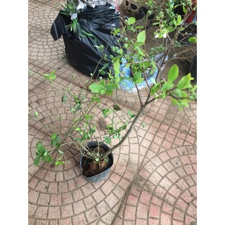 Cây Việt Quất tứ quý