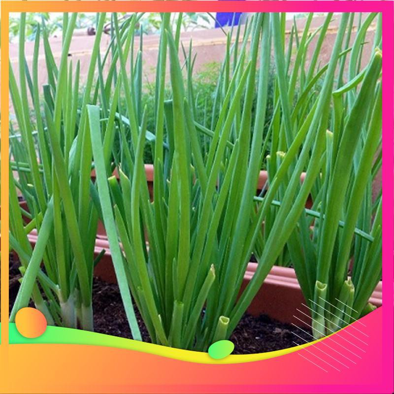 Hạt Giống Hành Lá - 5 Gram Hạt  VIETGAR