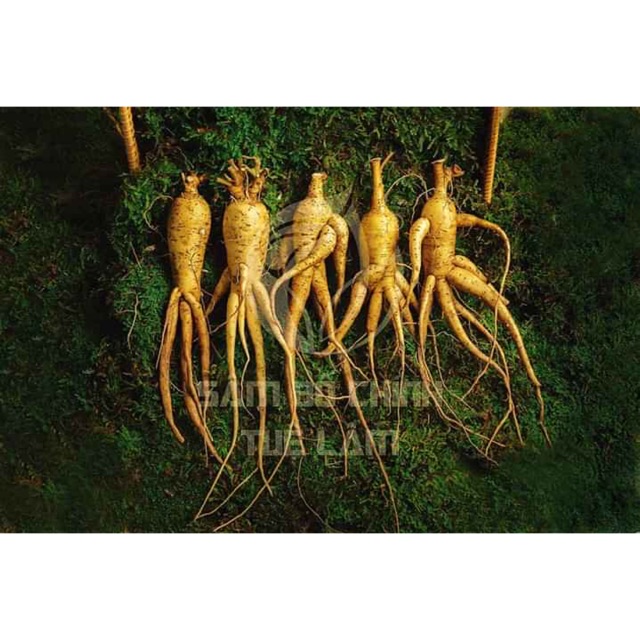 Nhân sâm tươi Việt Nam giá rẻ, bán sỉ toàn quốc, 690k/kg (8-10 củ)