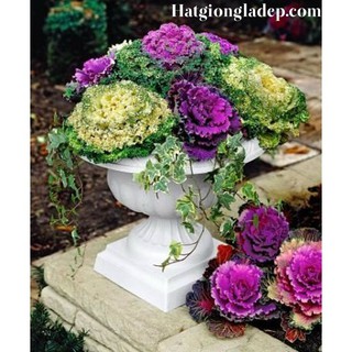 Hạt Giống Hoa Bắp Cải