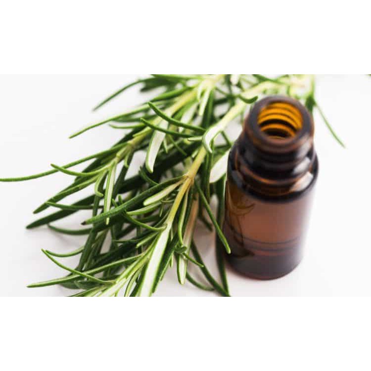Tinh Dầu Tràm Trà Thiên Nhiên giữ ấm, thư giãn Tea Tree Essential Oil AloAroma