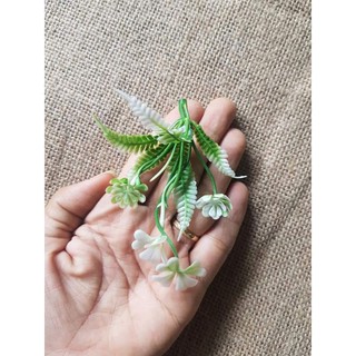 cỏ điểm 100gram