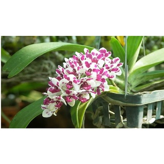 Kích rễ bio root chai 50 ml dùng cho lan