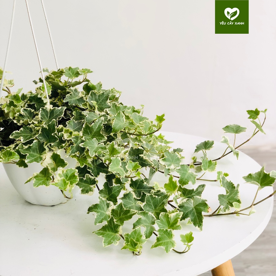 Cây Thường Xuân - Cây Nguyệt Quế chậu treo
