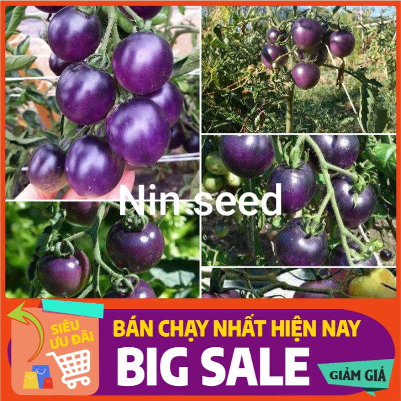 [ Hạt Giống Xanh ] Hạt giống cà chua tím (purple tomato)