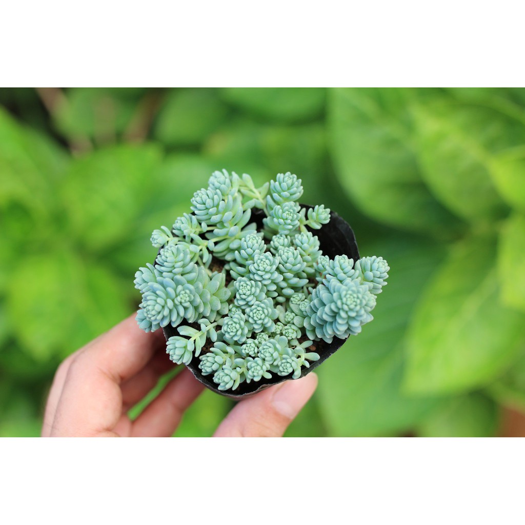 Sen Đá Sedum Hoa Hồng