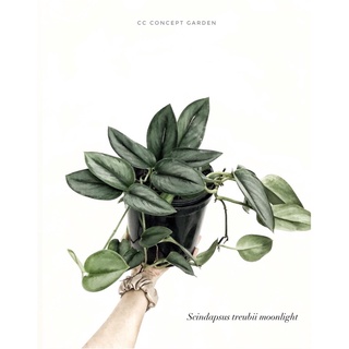 Trầu Bà | Scindapsus Moonlight Silver