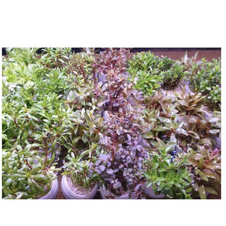 Cây Thủy Sinh Cắt Cắm (Tổng Hợp)